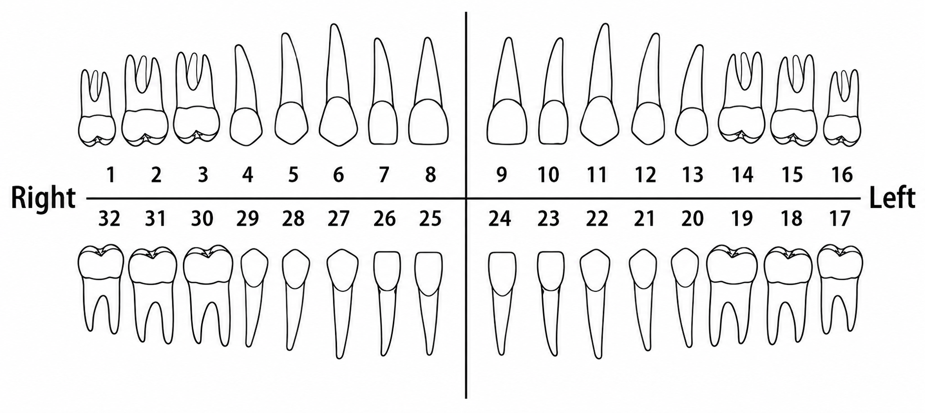 Dental Chart